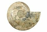 Very Large, Cut & Polished Ammonite Fossil - Madagasar #239223-2